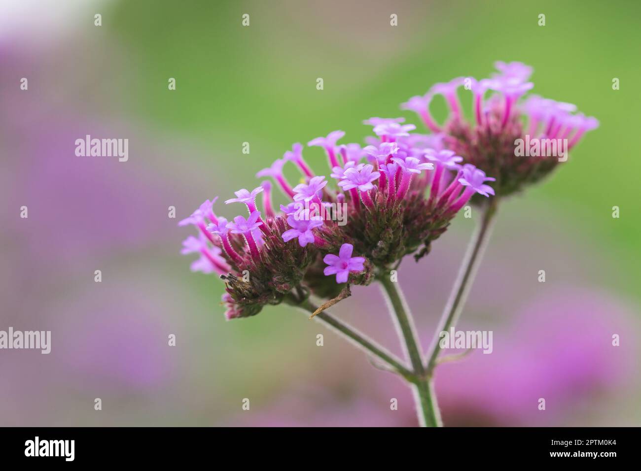 Verbena is blooming and beautiful in the rainy season Stock Photo Alamy
