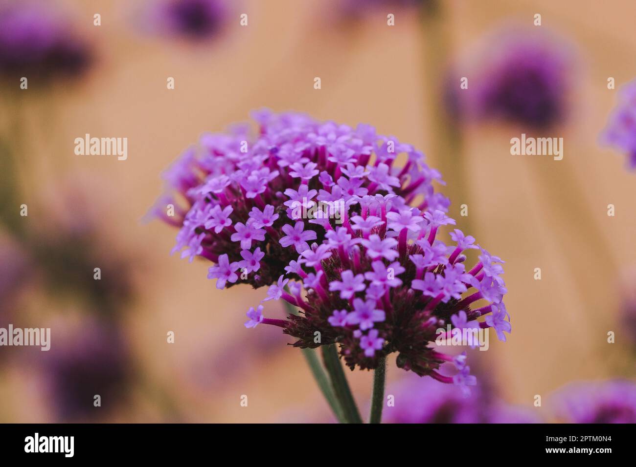 Verbena is blooming and beautiful in the rainy season Stock Photo Alamy
