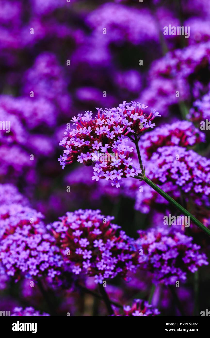 Verbena is blooming and beautiful in the rainy season Stock Photo Alamy