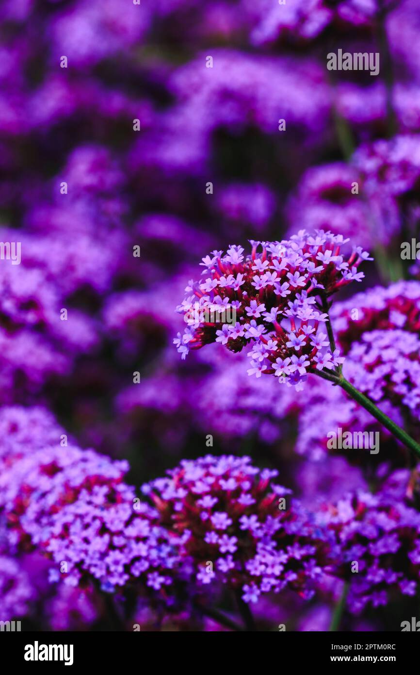 Verbena is blooming and beautiful in the rainy season Stock Photo Alamy
