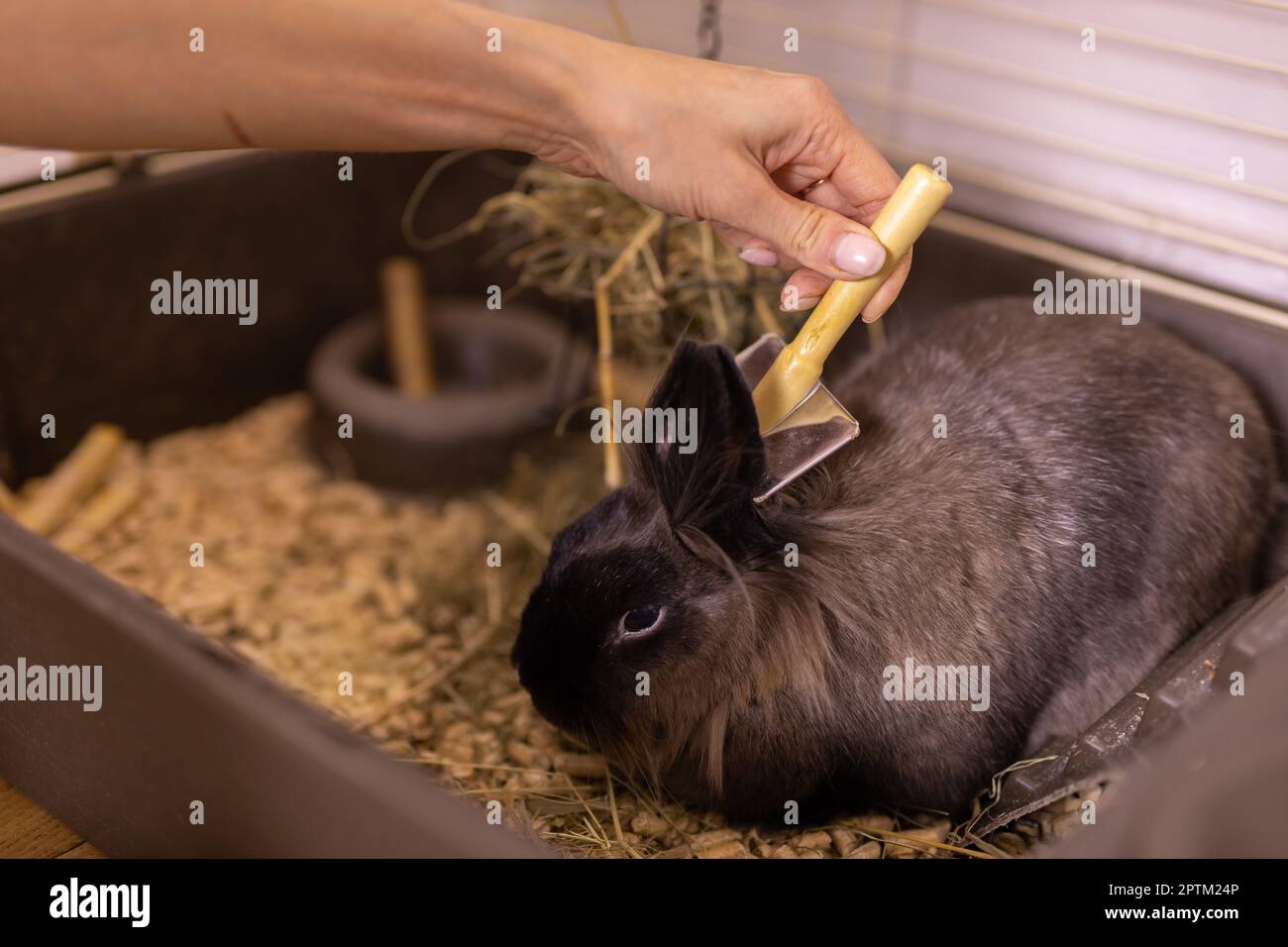 Grooming undercoat of bunny rabbit. Combing out rabbit fur brush