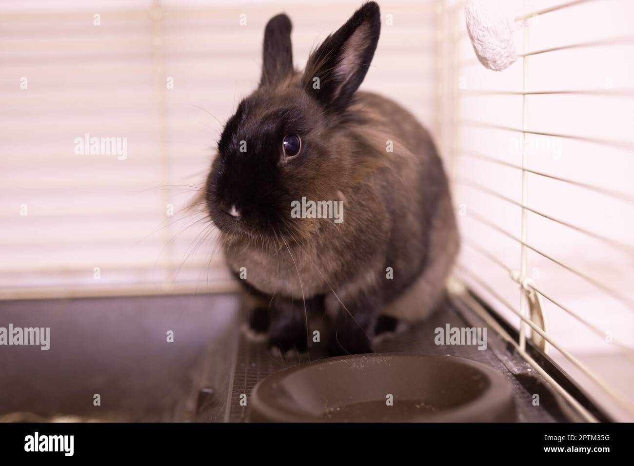 Funny cute brown rabbit in a cage. Bunny pet in home Stock Photo - Alamy