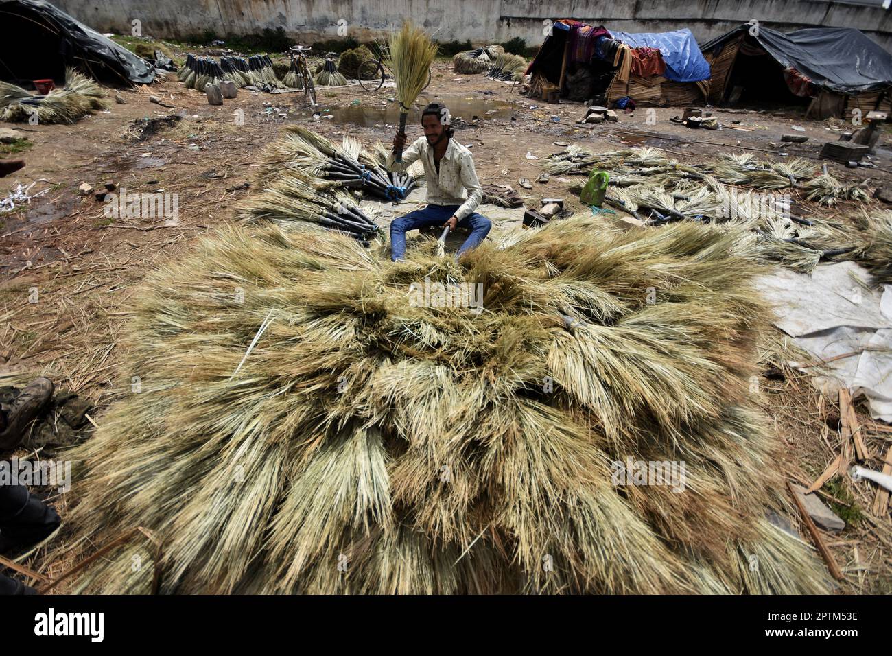 Srinagar, India, 27/04/2023, the summer capital of Indian-administered Kashmir, an Indian migrant from the Indian state of Rajasthan thrashes date palms to make brooms by the side of the road on April 27, 2023. Over the past two decades, Kashmir has experienced an unprecedented influx of low-income migrants from various regions of India. Many of them still carry the stigma of untouchability and low caste degradation and live in poverty with limited access to education and sanitary living conditions. Families as a whole, often from the Indian state of Rajasthan, labour to hand-craft brooms out  Stock Photo