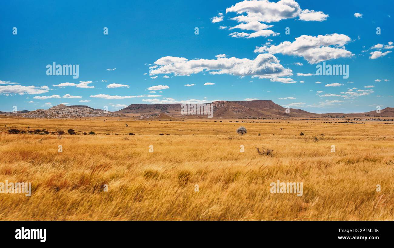 Yellow brown grass growing on African savanna, few bushes and trees ...