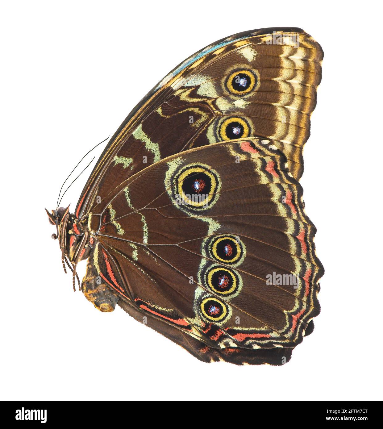 Butterfly isolated on white background. Morpho helenor peleides Stock Photo