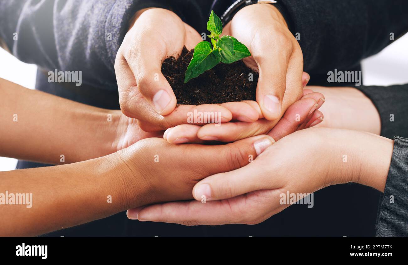Hands, plants and growth for nature sustainability, agriculture and interracial earth day support. Diversity, teamwork and green energy ecology, envir Stock Photo