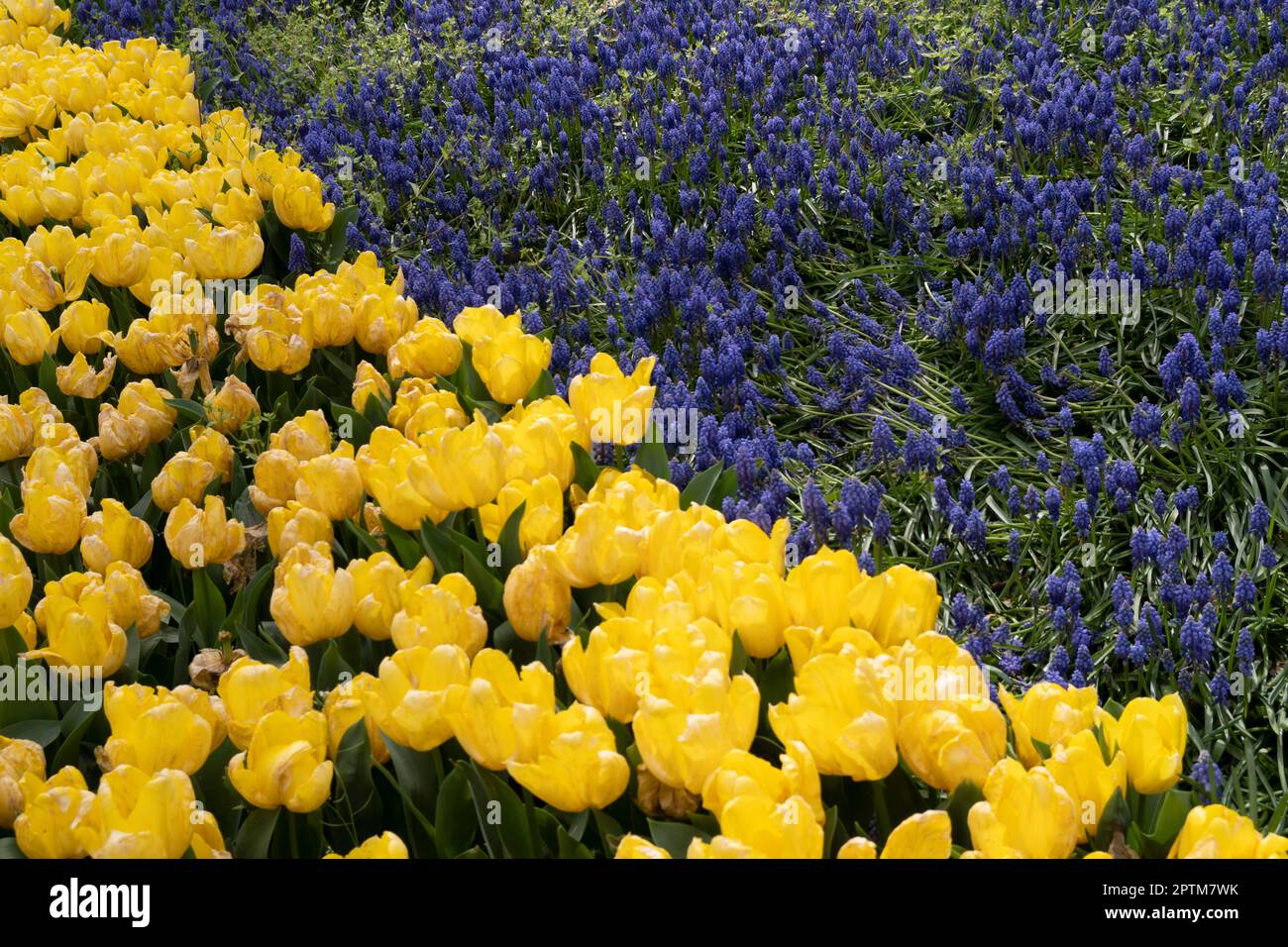 Spring colourful tulips and hyacinths in park Stock Photo - Alamy