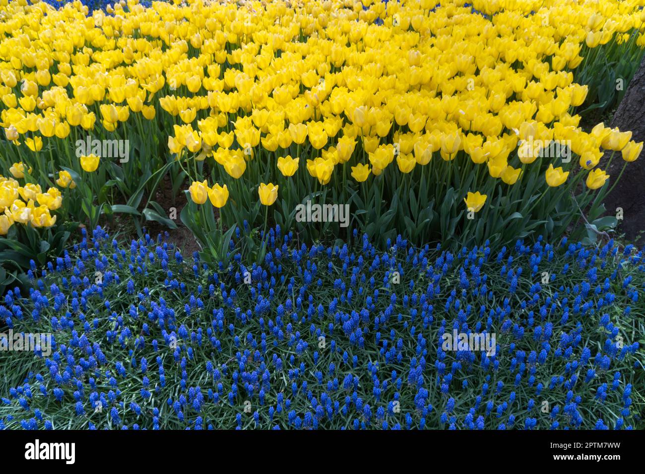 Spring colourful tulips and hyacinths in park Stock Photo - Alamy