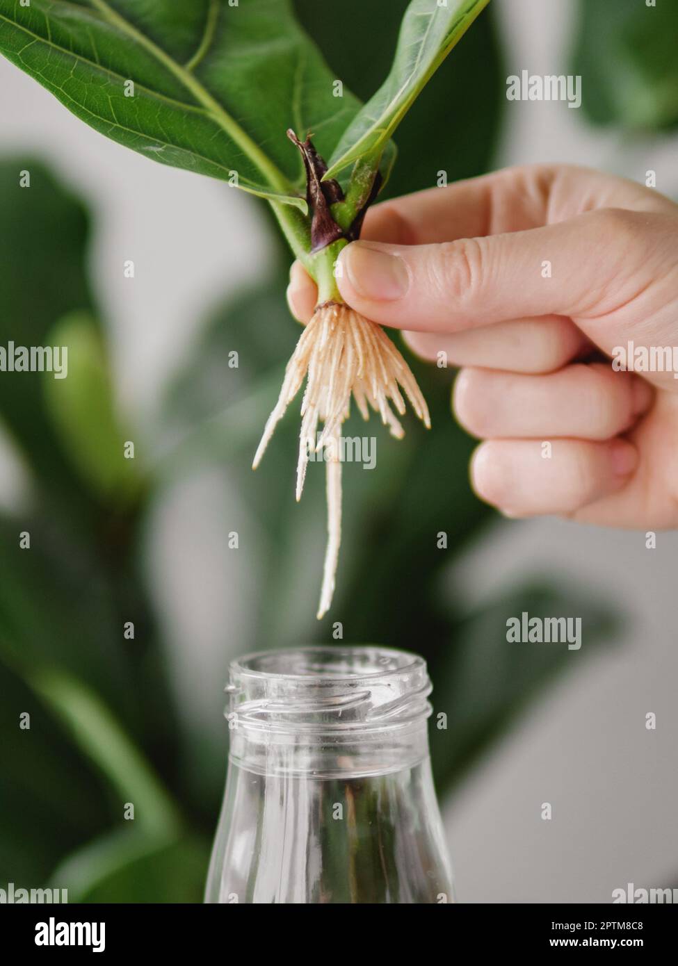 Propagating Fiddle Leaf Fig. Female hand hold rooted cutting of ficus