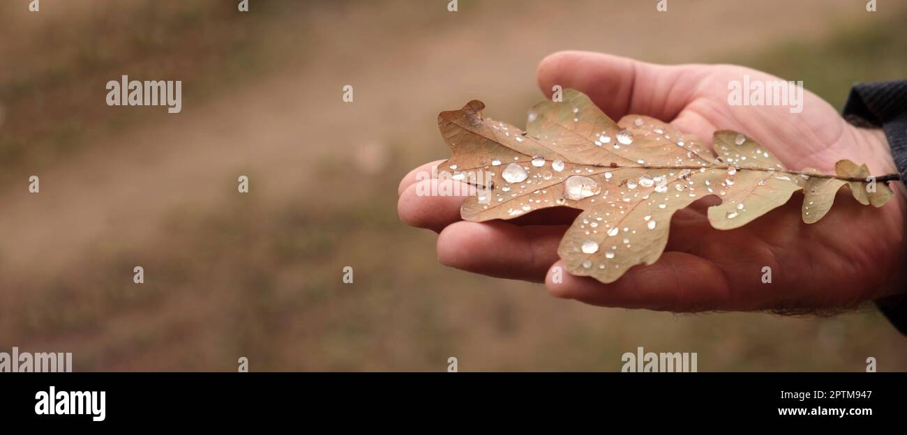 Autumn Leaf in Man Hand. Leaf with Dew Drops Close Up on Human Palm. Fall Season. Autumnal Mood, Seasonal. Fallen Oak Leaf. Natural Beige. Pastel neut Stock Photo