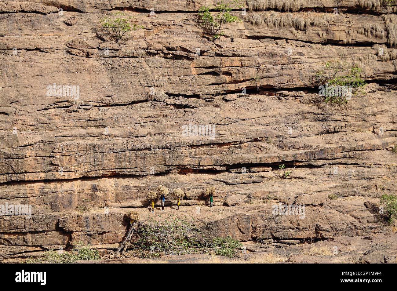 Nicolas Remene / Le Pictorium -  Ende Bandiagara region Dogon Country -  9/5/2010  -  Mali / Bandiagara / Ende  -  Young people descend the cliff with Stock Photo