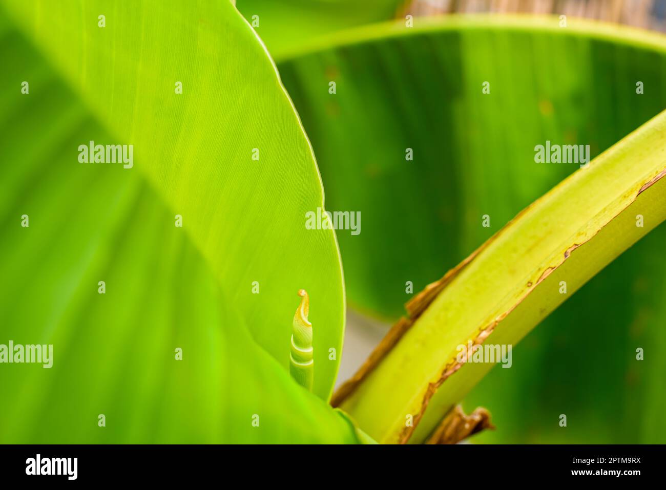 Rolled Up Banana Leaf Hi Res Stock Photography And Images Alamy