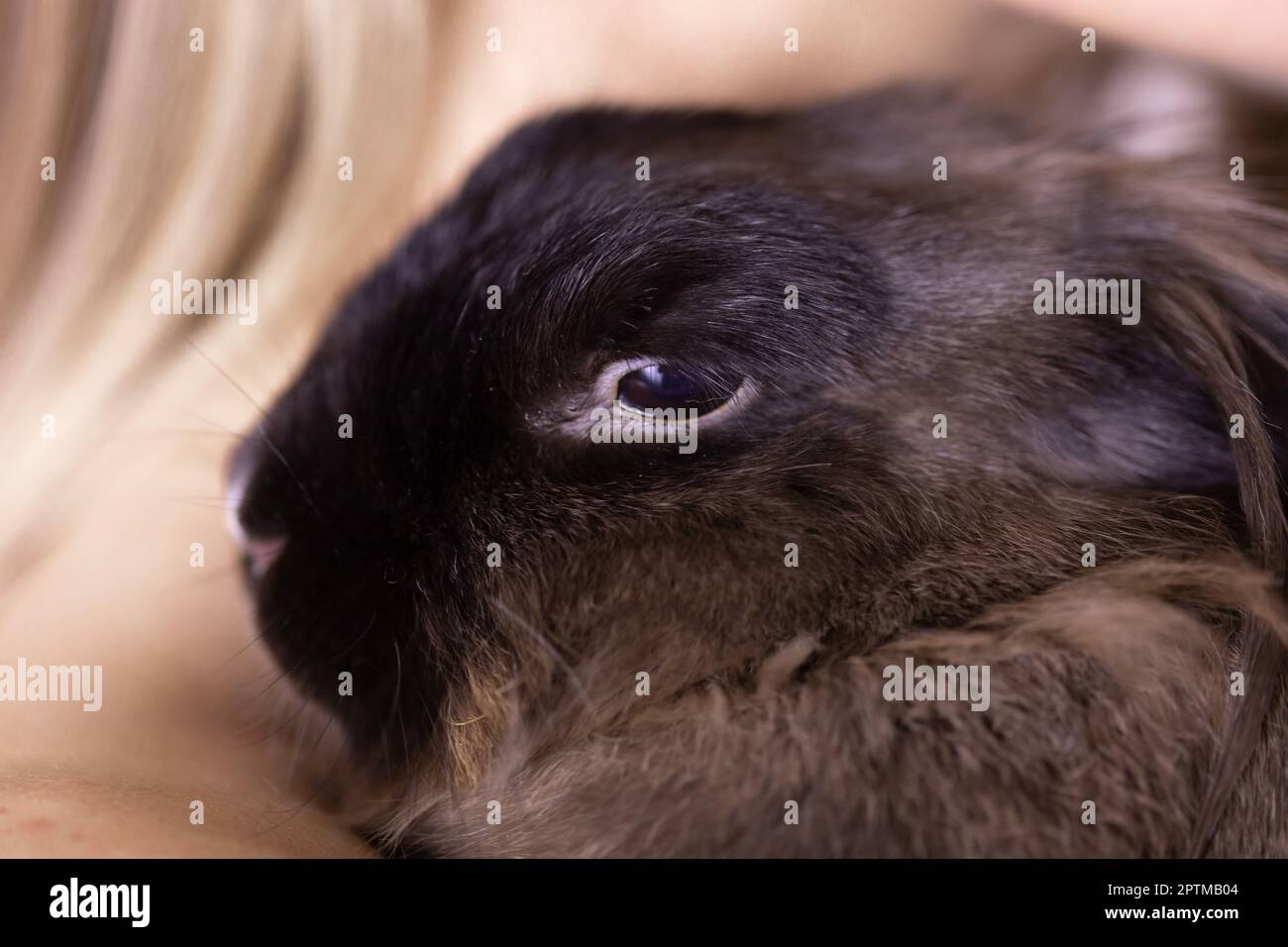 Funny cute brown rabbit in pet's owner hands. Bunny pet in home Stock ...