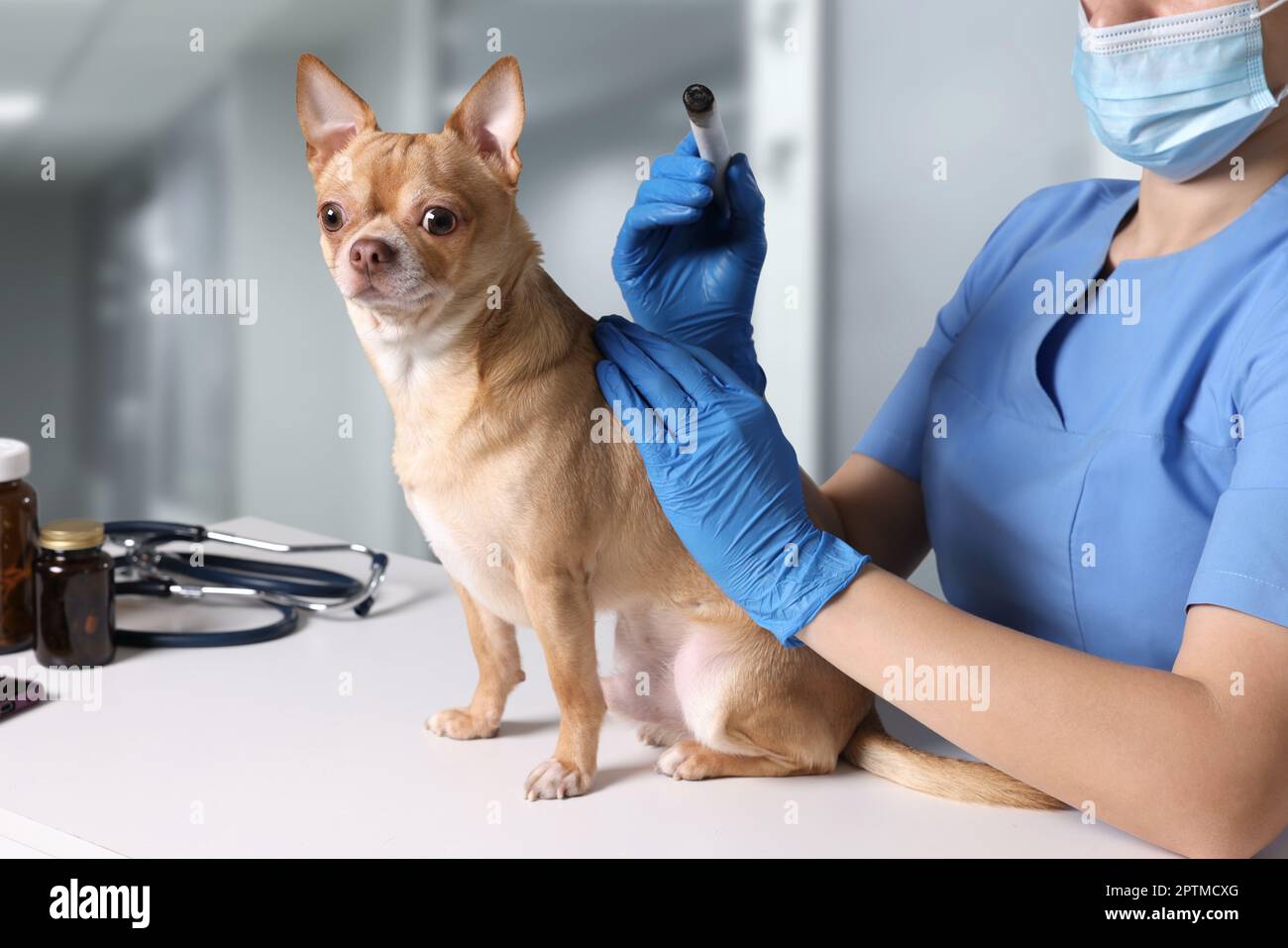 Veterinary holding moxa stick near cute dog in clinic, closeup. Animal