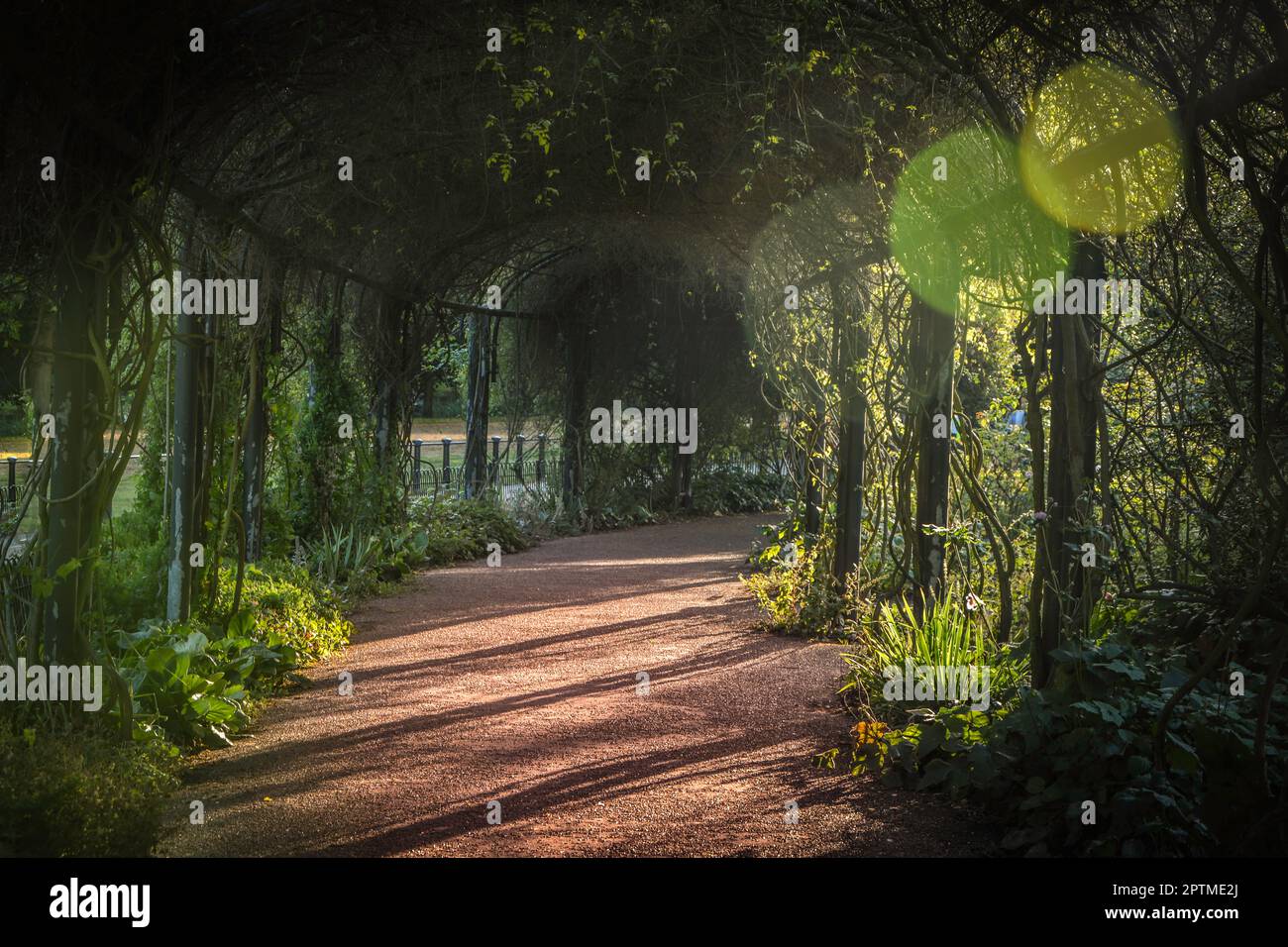 A Sunlit Path Through the Nature of Hyde Park Rose Garden London, UK Stock Photo Alamy