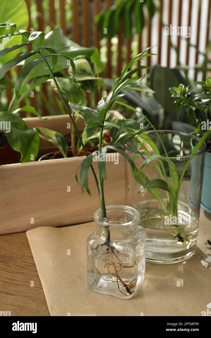 Exotic house plants in water on wooden table Stock Photo