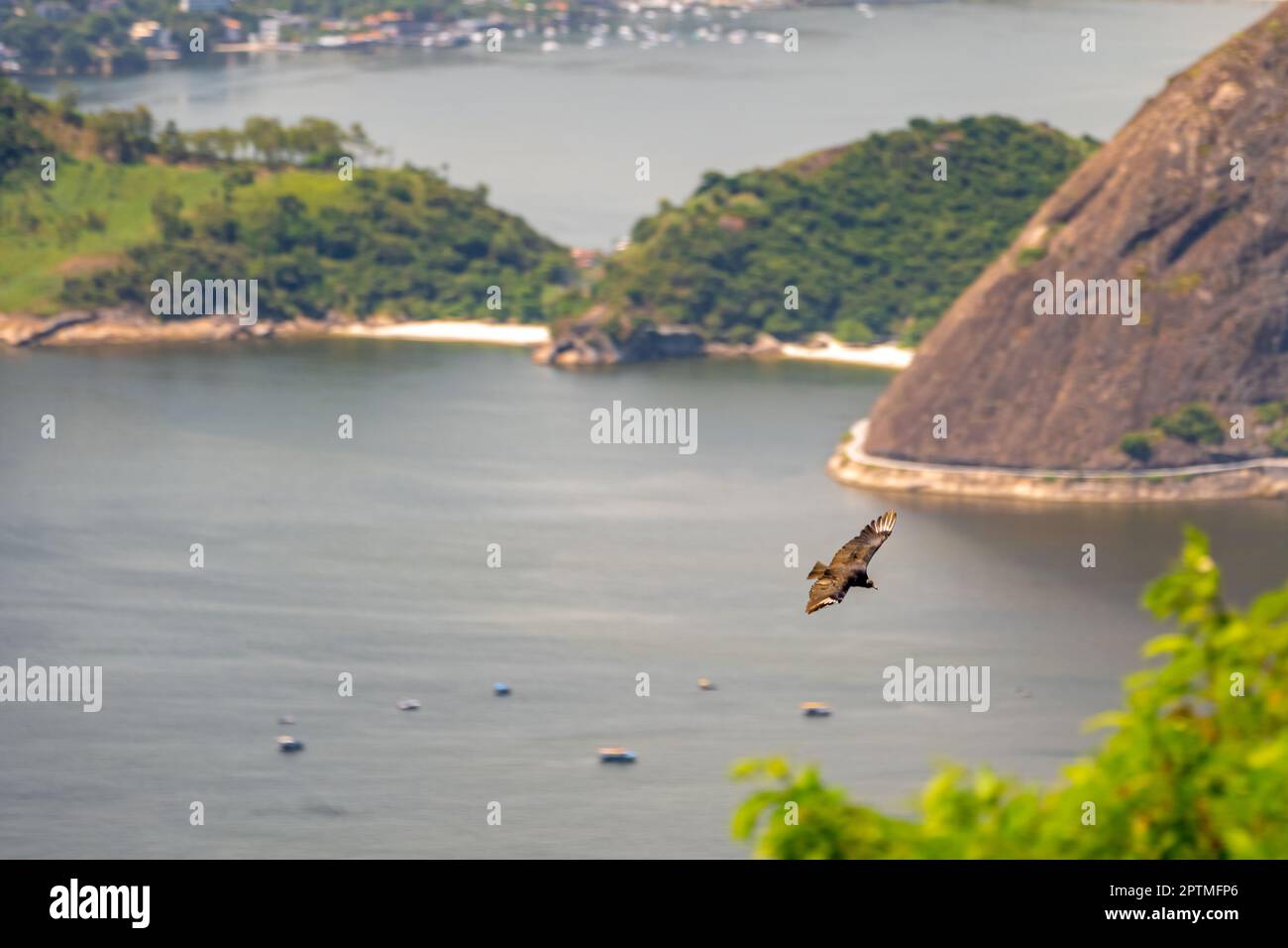 condor flying next to a rock above the ocean. Brazil. Rio de Janeiro ...