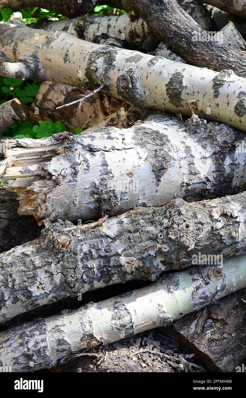 Closeup of firewood from old poplar with rough white bark. Felling of ...
