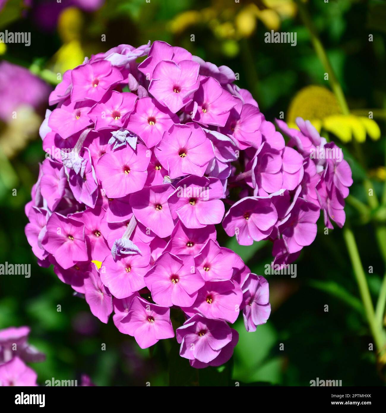 Purple garden Phlox paniculata, pink flowers summer background. Floral