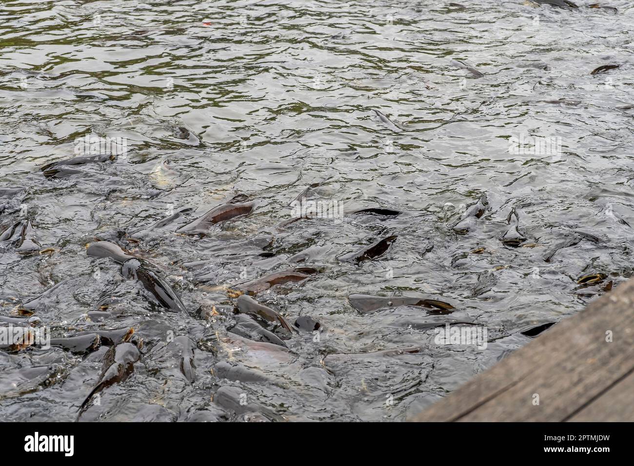 Many fish or freshwater fish in the river Stock Photo