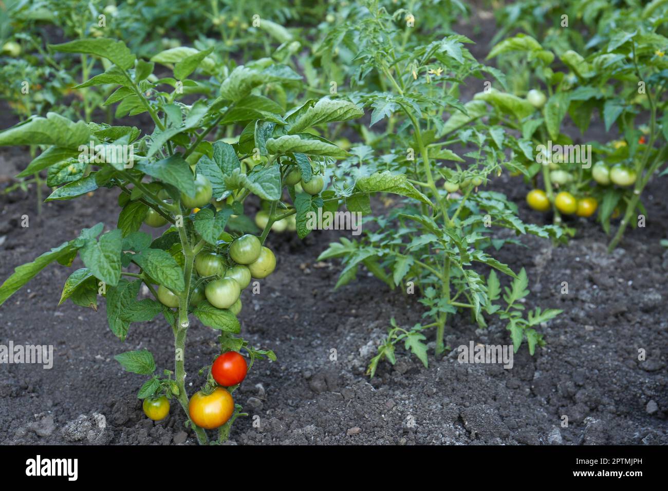 Young tomato plants growing in hi-res stock photography and images - Alamy