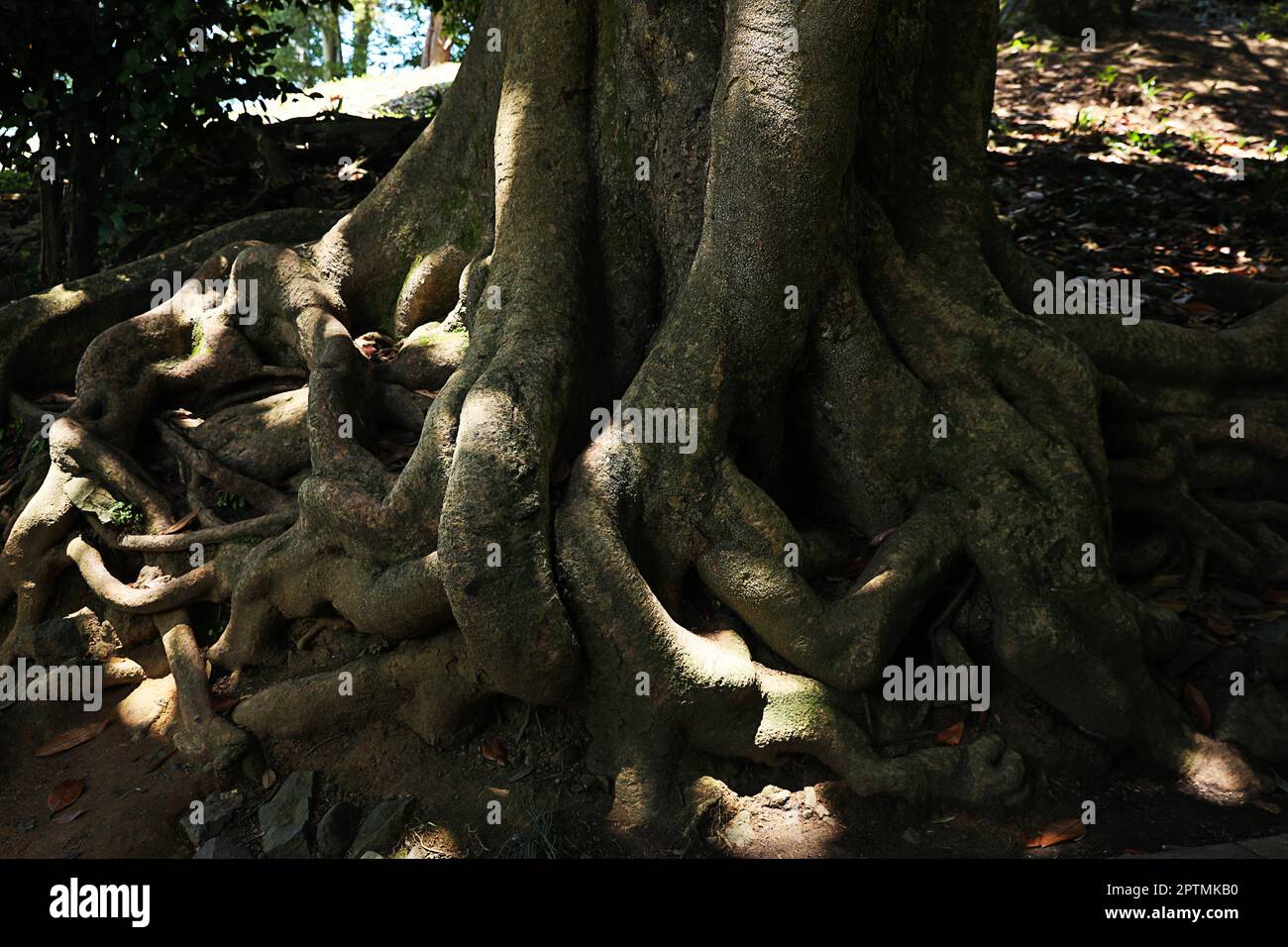 Tree roots visible through soil in park Stock Photo - Alamy