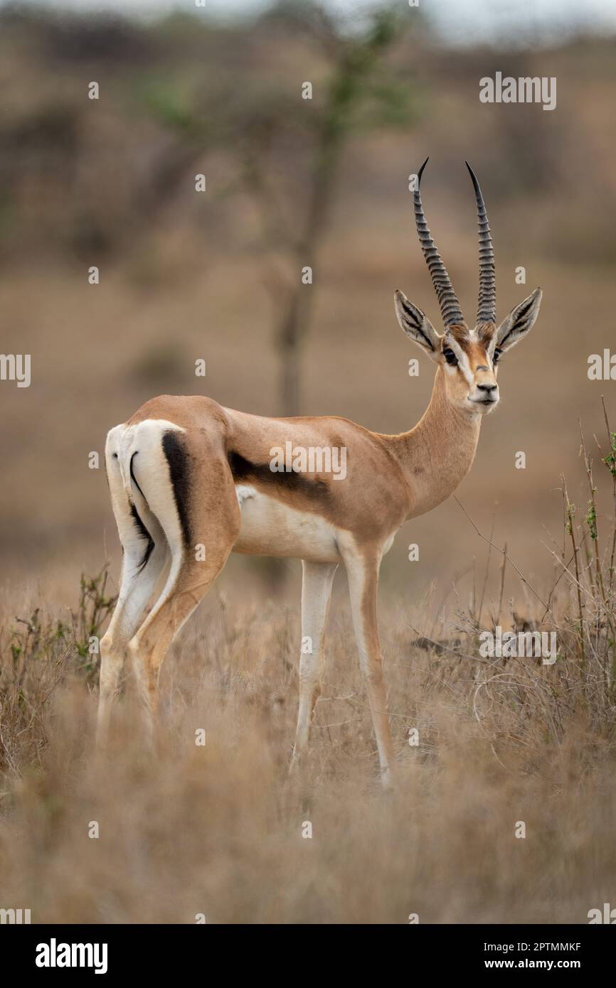 Gazelle stands hi-res stock photography and images - Alamy