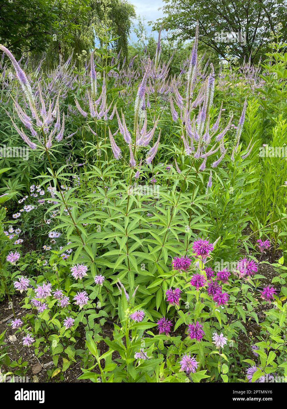 Ehrenpreis, Veronica longifolia ist eine wunderschoene