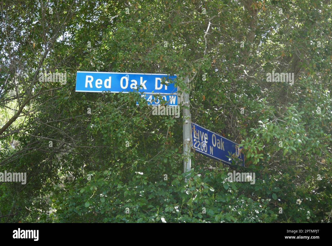 Los Angeles, California, USA 27th April 2023 Red Oak Drive and Live Oak