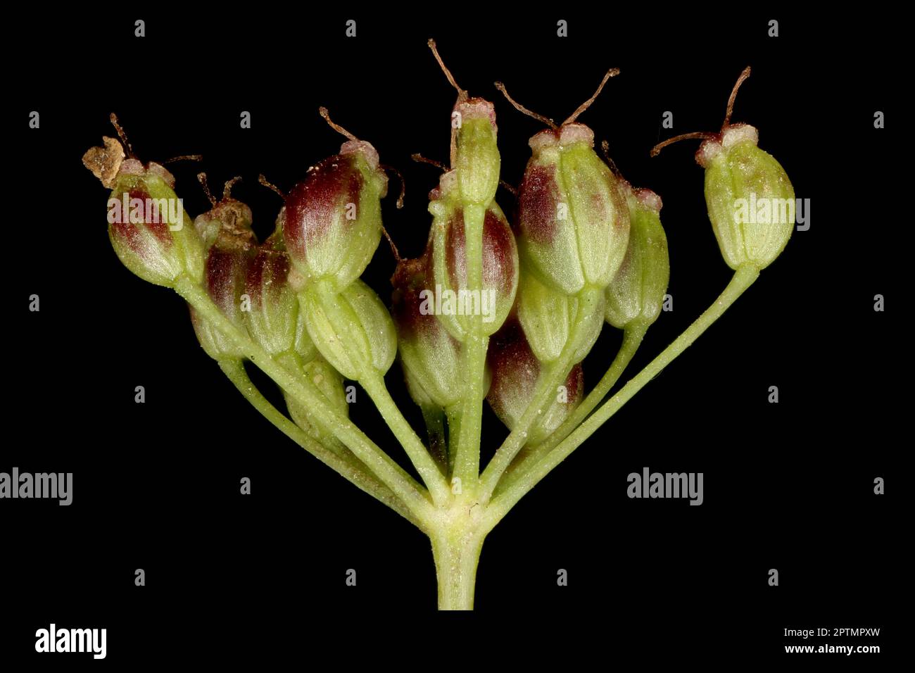 Burnet-Saxifrage (Pimpinella saxifraga). Fruiting Umbellule Closeup Stock Photo