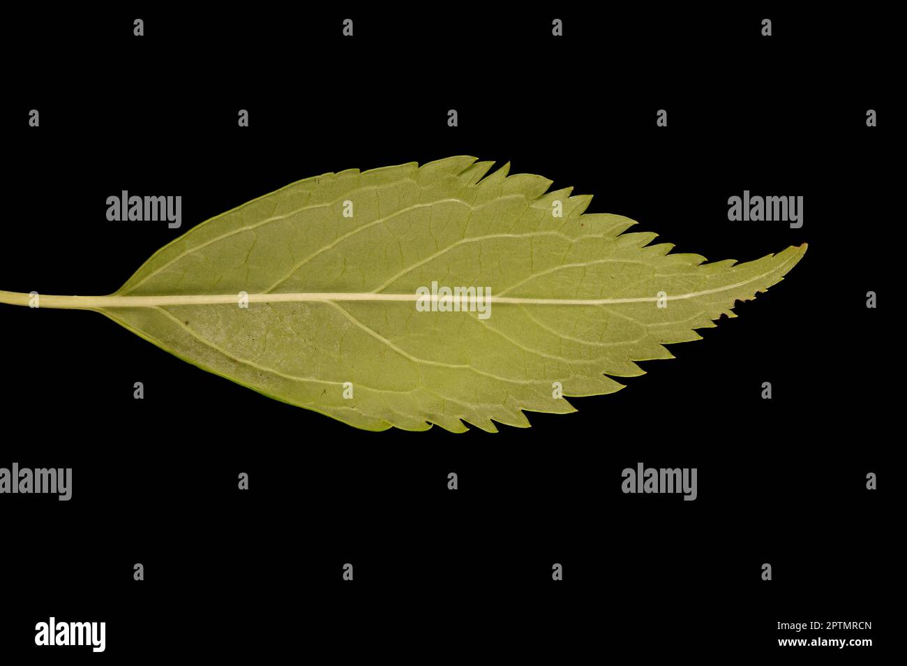 Garden Forsythia (Forsythia x intermedia). Leaf Closeup Stock Photo