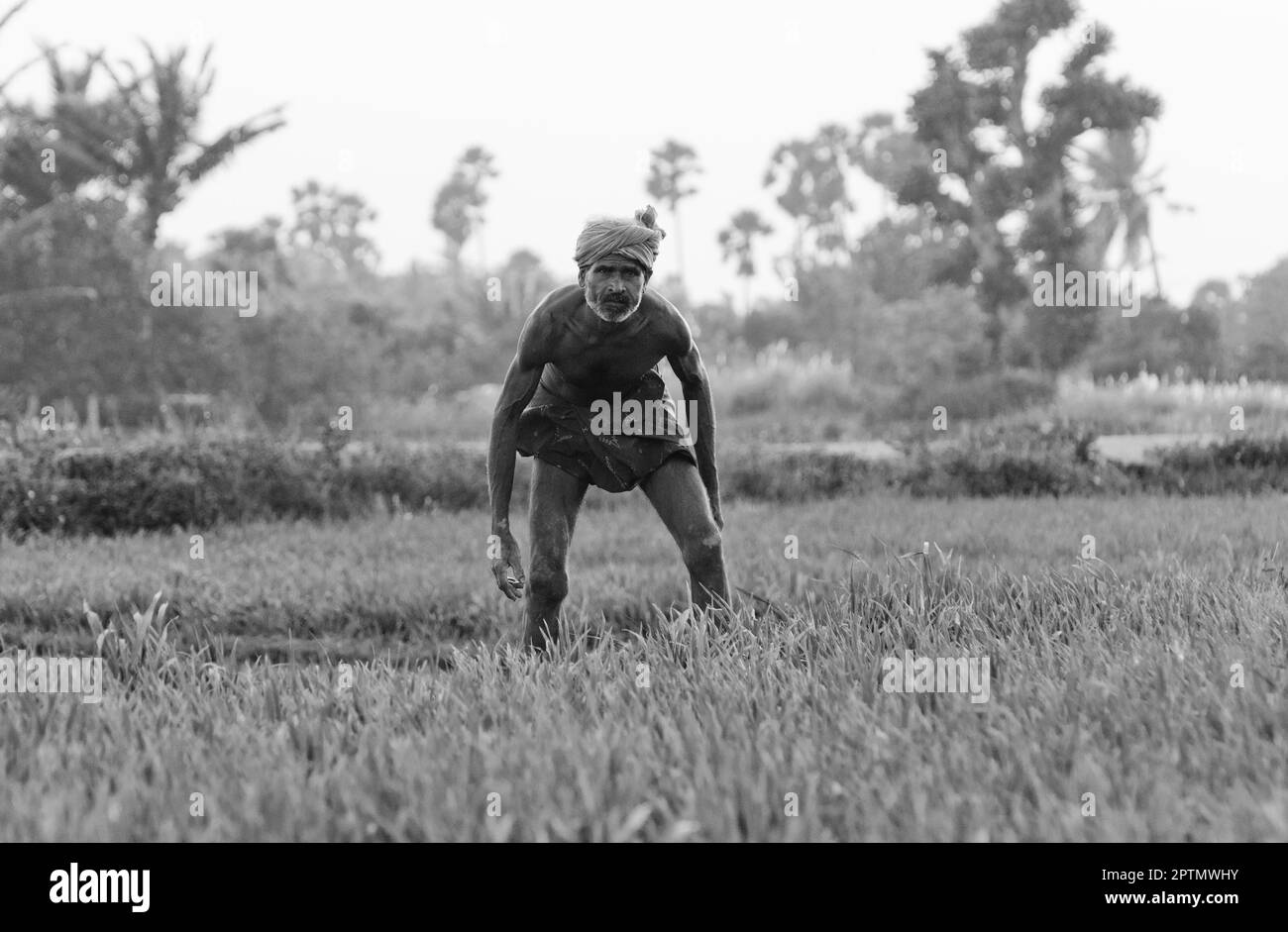 Rice cultivation india Black and White Stock Photos & Images Alamy
