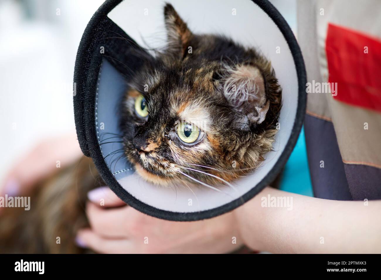 Cat operation collar hotsell