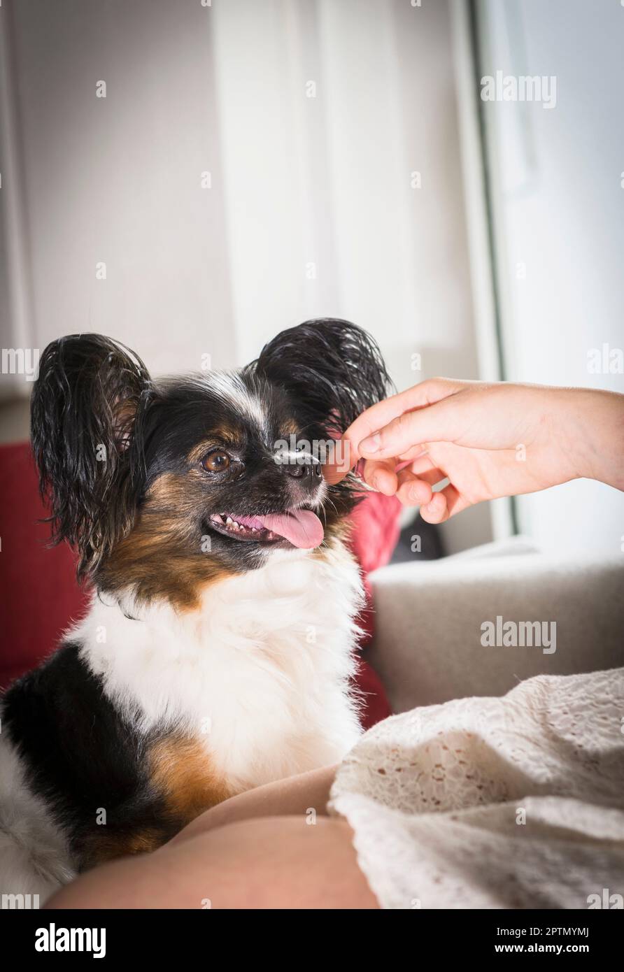 Woman stroking her dog in the living room, Munich, Bavaria, Germany
