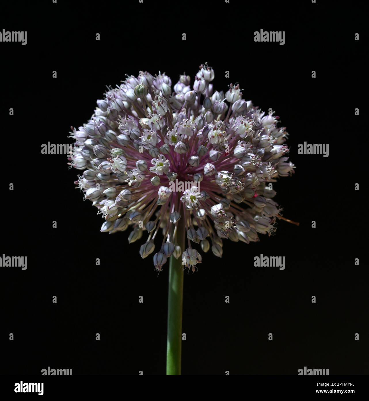 Porree Allium Porrum Ist Eine Heilpflanze Und Eine Der Wichtigsten Porree Allium Porrum Ist Eine Heilpflanze Und Eine Der Wichtigsten