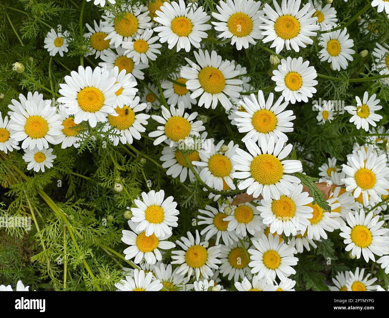 Roemischer Bertram, Anacycle pyrethrum, ist eine wichtige Heilpflanze ...
