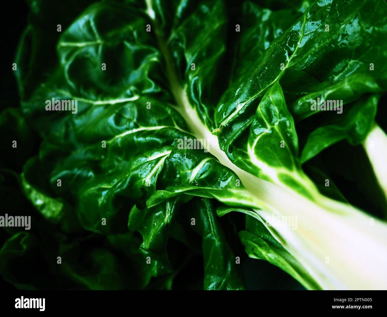 Mangold Beta vulgaris. Biennial herb, a subspecies of common beet. Fortified green lettuce leaves. Vegetarian or healthy food. Washed chard. Fresh har Stock Photo