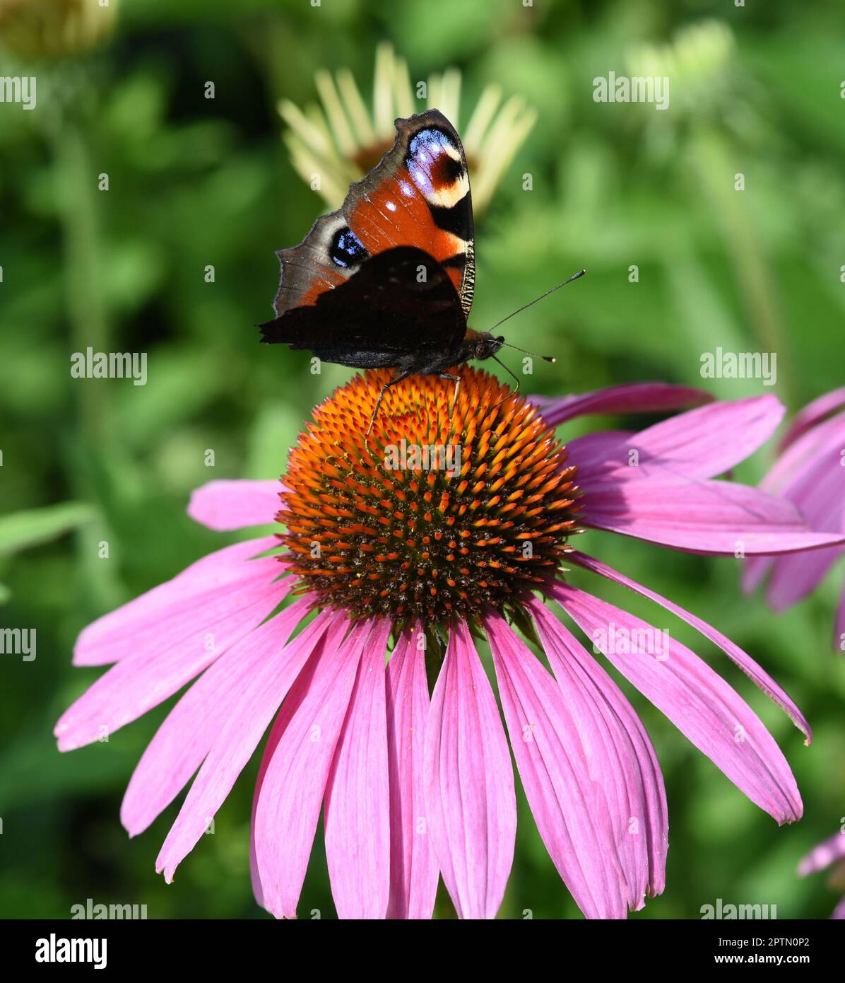 Schmetterlinge sind Insekten mit grossen Fluegeln. Butterflies are insects with large wings. Stock Photo