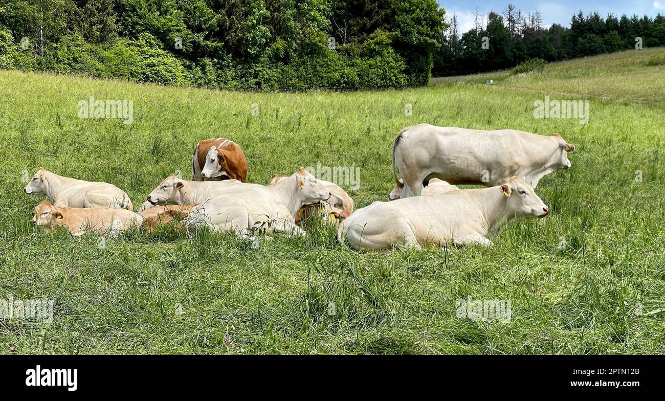 Kuehe gehoeren zu den am meisten gehaltenen Nutztiere. Cows are among