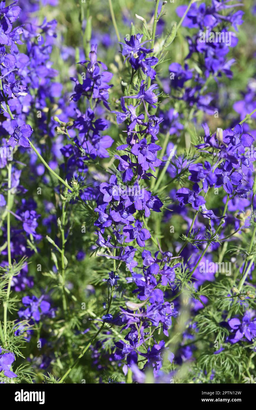 Ackerrittersporn, consolida ajacis ist eine Wild-und Heilpflanze mit blauen Blueten. Barnacle spur, consolida ajacis is a wild and medicinal plant wit Stock Photo