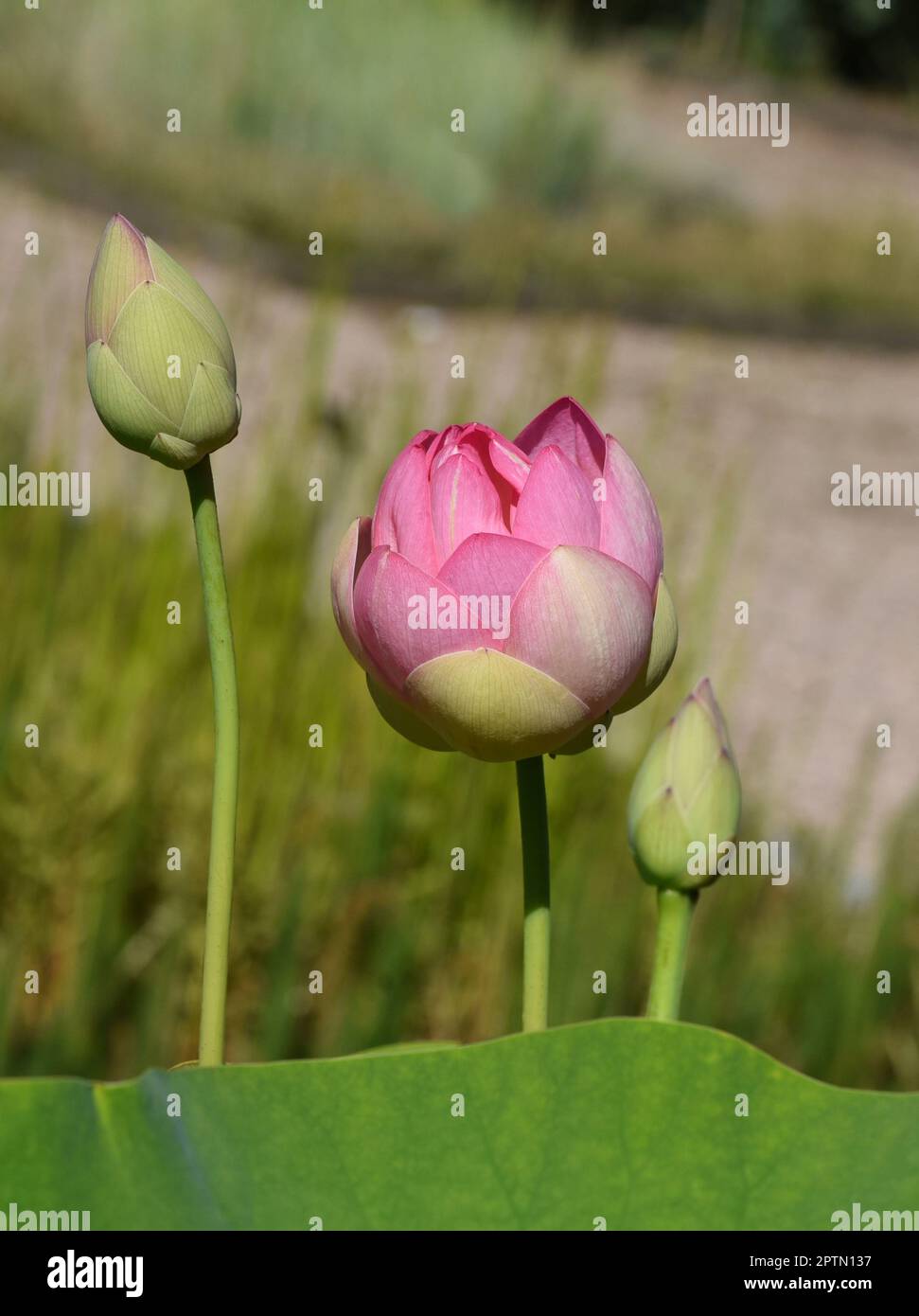 Lotussamen von der Lotosblume, Lotus nucifera, ist essbar und kann auch zum Aussaehen verwendet werden. Molehills on lawns can leave unsightly marks. Stock Photo