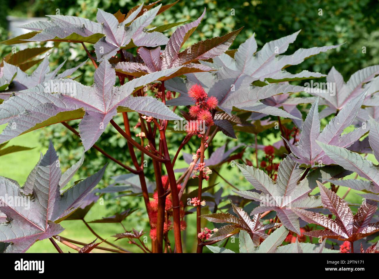 Rizinus, Ricinus Communis ist eine Gift- und Heilpflanze mit roten ...