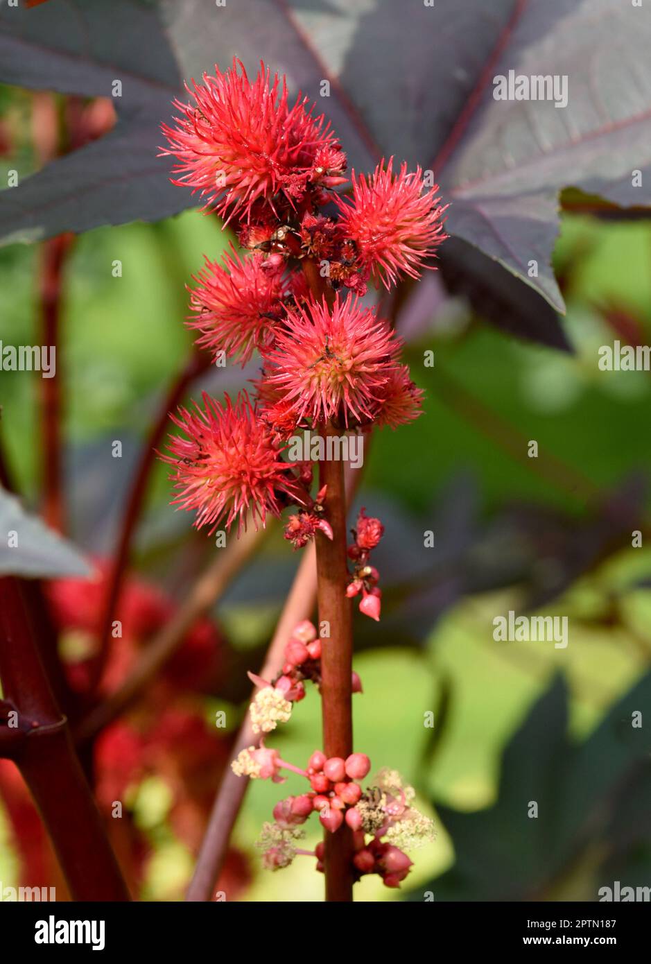 Rizinus, Ricinus Communis ist eine Gift und Heilpflanze mit roten