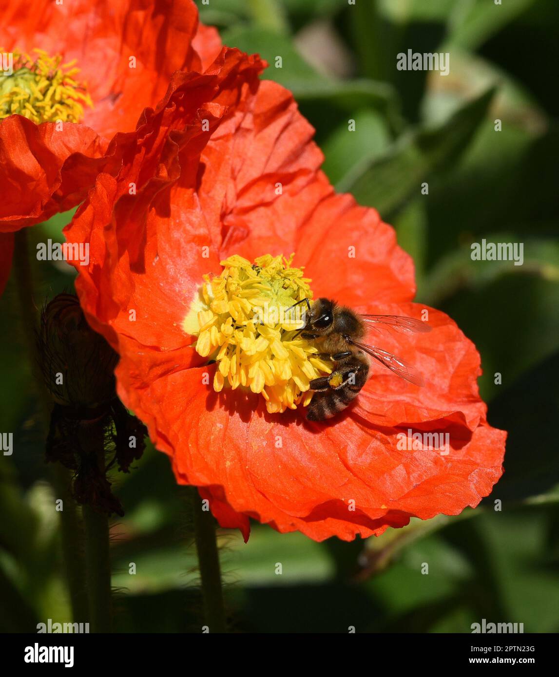 Biene, Apis mellifera, ist ein wichtiges Insekt zur Bestaeubung von ...