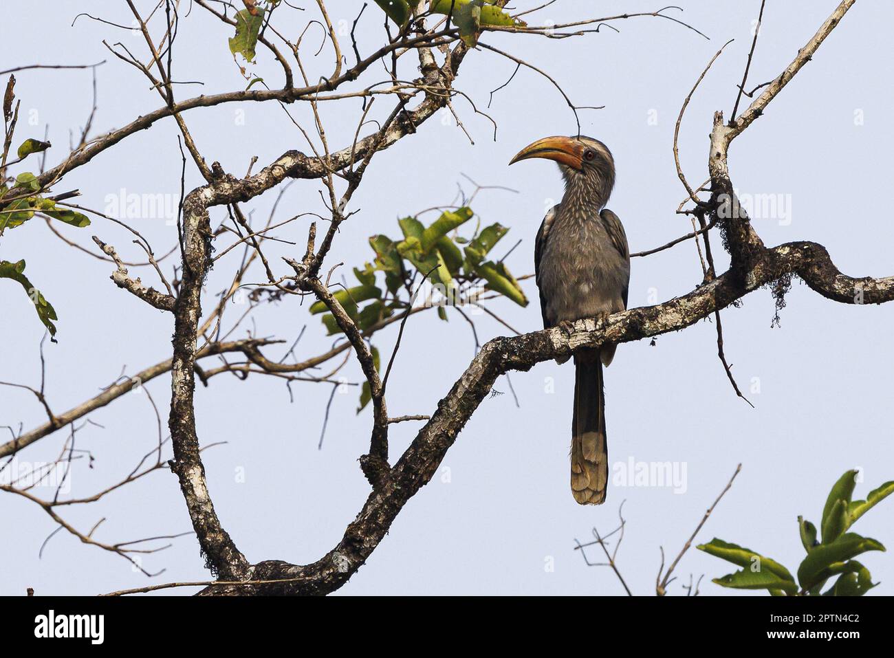 India, Kerala, Thattekad, Malabar Grey Hornbill (Ocyceros griseus) Stock Photo