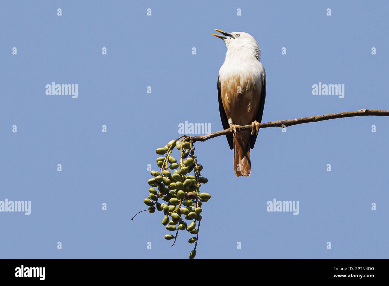 India, Kerala, Thattekad, Malabar Starling (Sturnia blythii Stock Photo