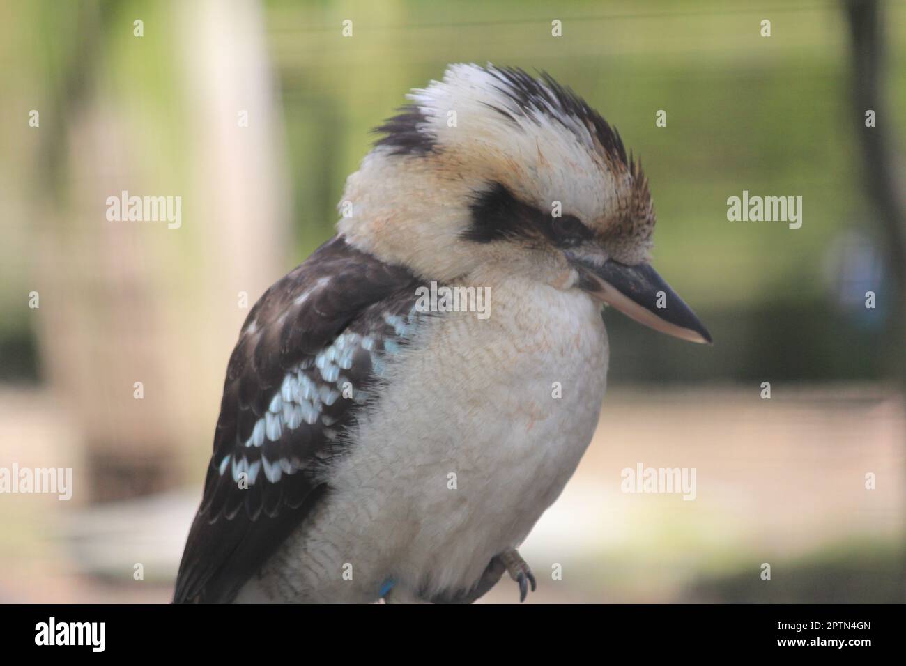 Kookaburra Stock Photo
