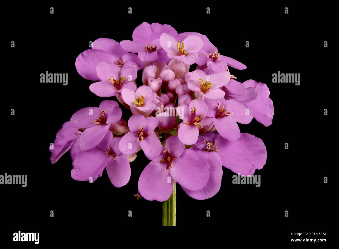 Garden Candytuft (Iberis umbellata). Inflorescence Closeup Stock Photo
