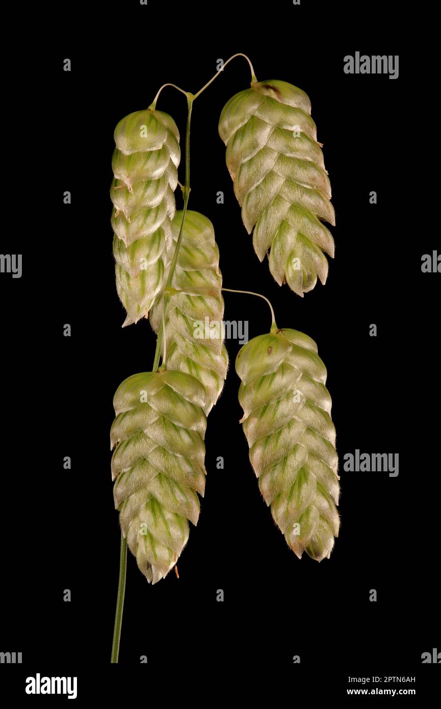 Grass glume hires stock photography and images Alamy