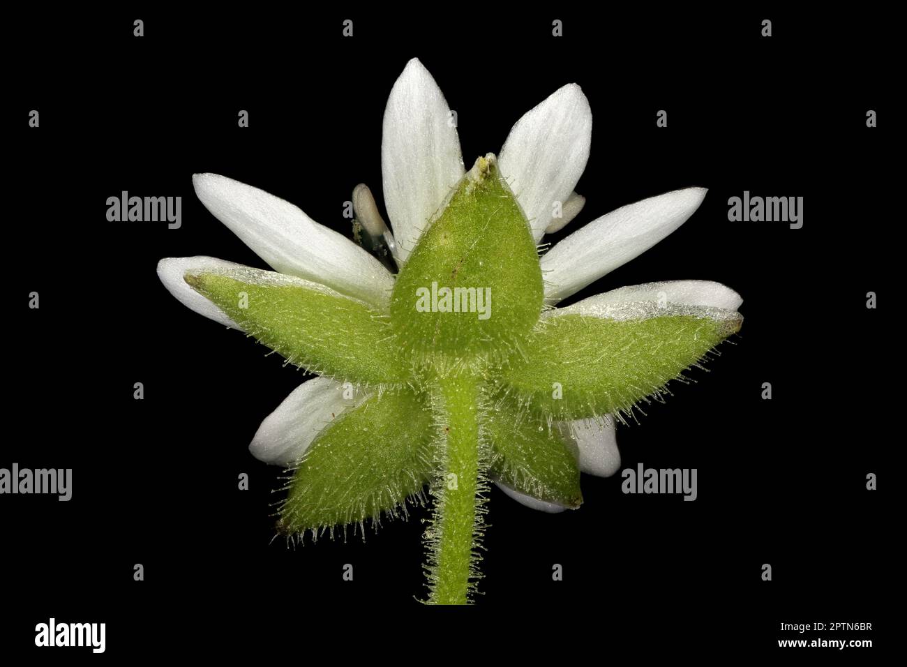Water Chickweed (Stellaria aquatica). Flower Closeup Stock Photo